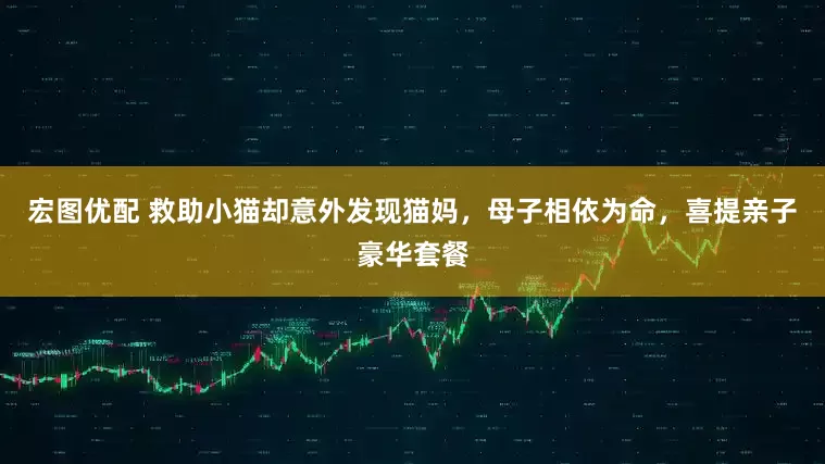 宏图优配 救助小猫却意外发现猫妈，母子相依为命，喜提亲子豪华套餐